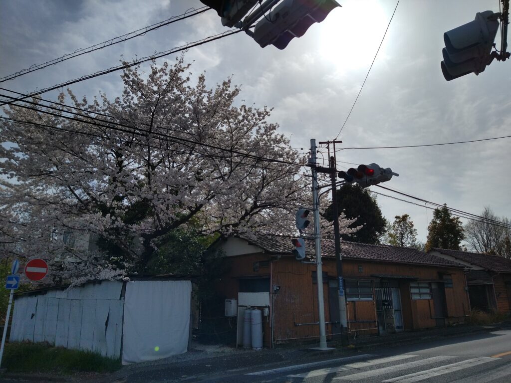 こちらはうちの近所にある桜