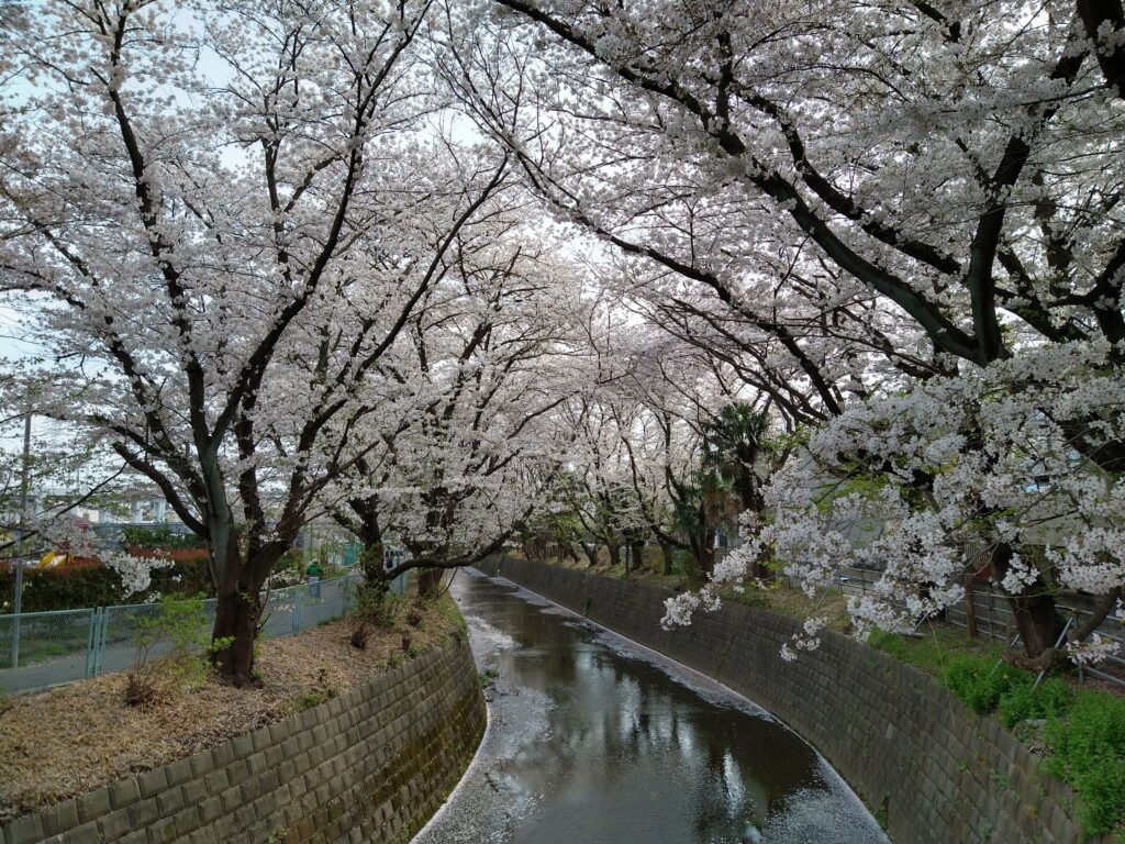 小さな川の両岸が桜並木になっています