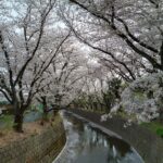 小さな川の両岸が桜並木