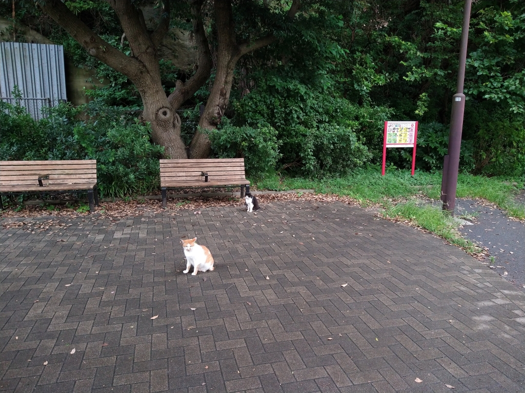 公園内のネコ。人間は見慣れているけど警戒は怠らない感じ。