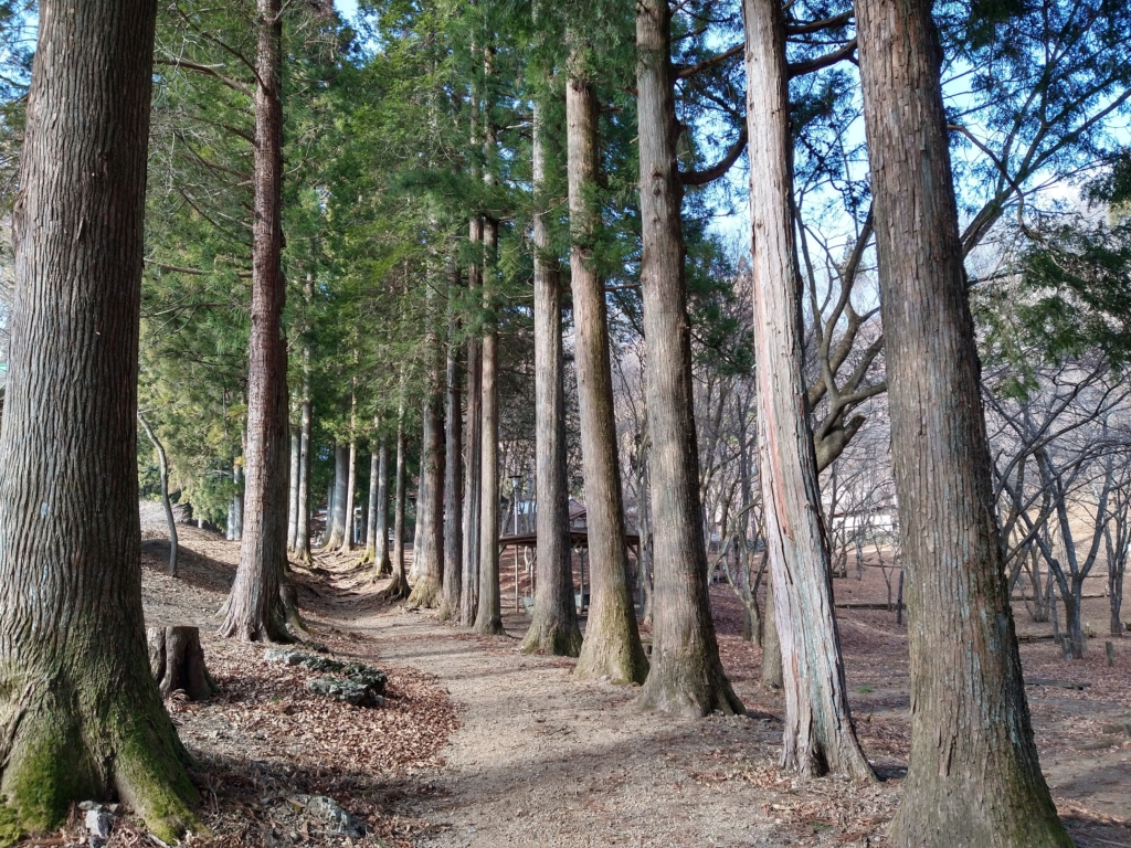 整然と並んだ杉並木の間を歩いて登っていきます。