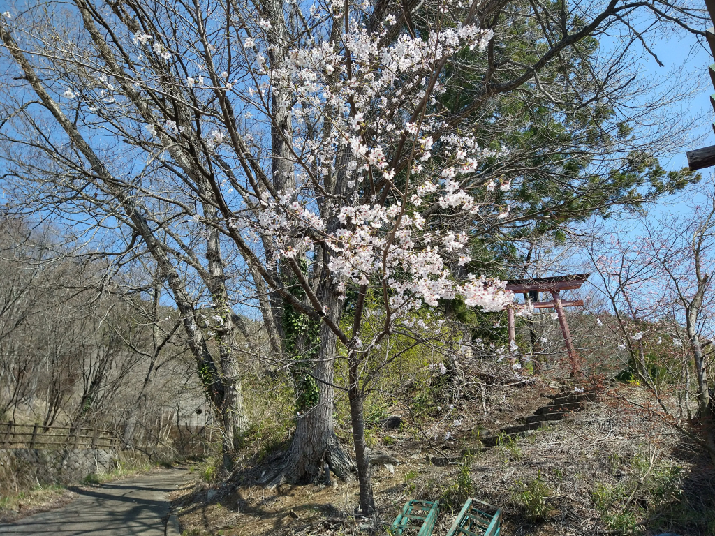 日月神社入口。質素ですが桜がきれいで清楚な感じがします。