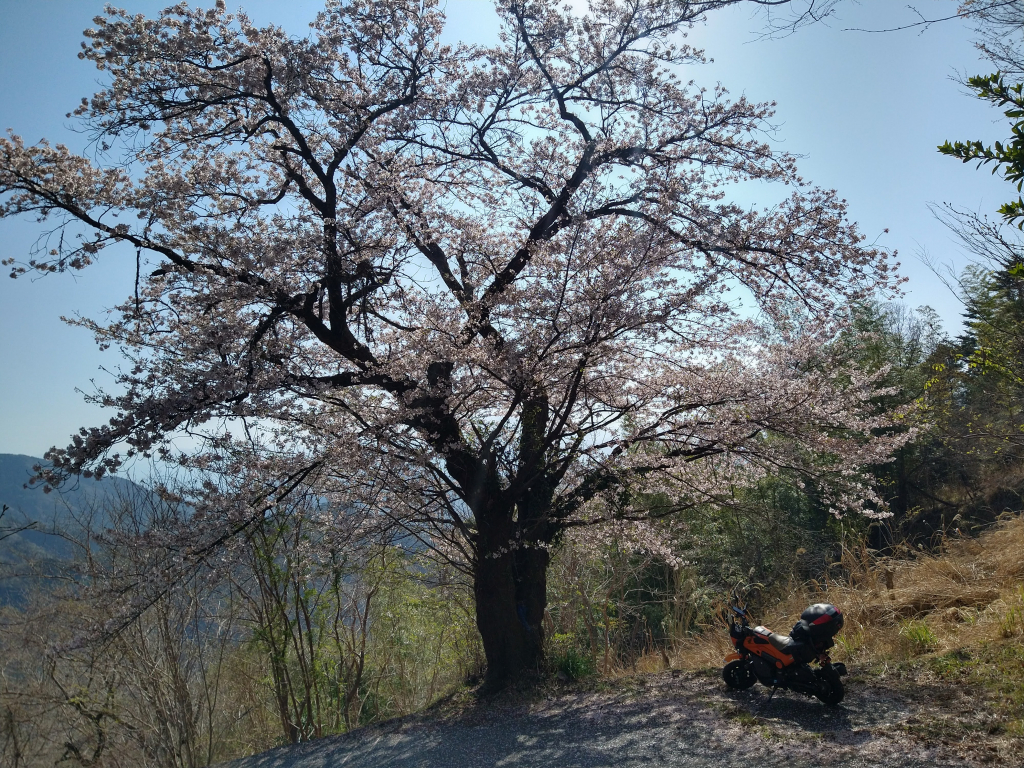急な坂の途中に、とても見事な桜の木がありました。